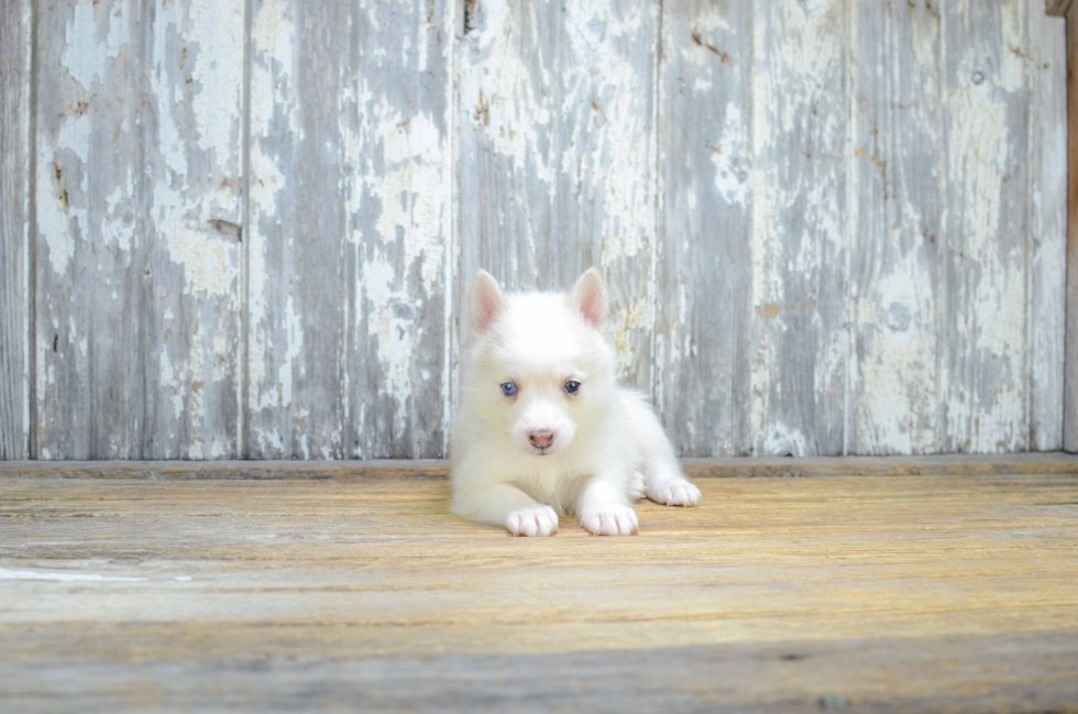 Sweet Pomsky Baby