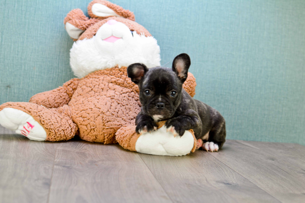 Cute Frenchie Purebred Puppy