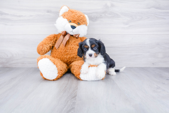 Cavalier King Charles Spaniel Puppy for Adoption