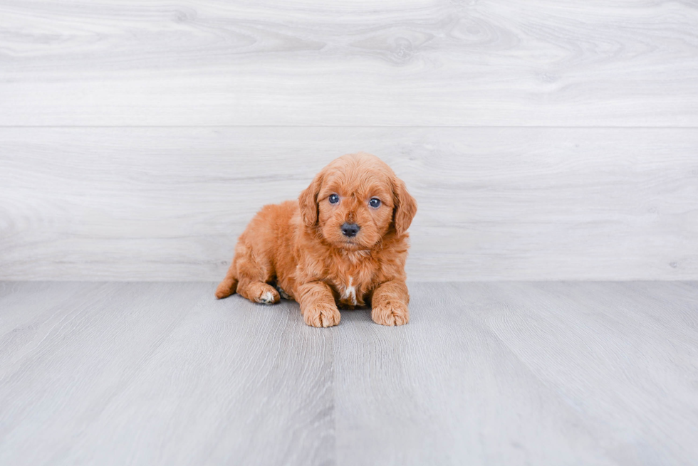 Small Mini Goldendoodle Baby