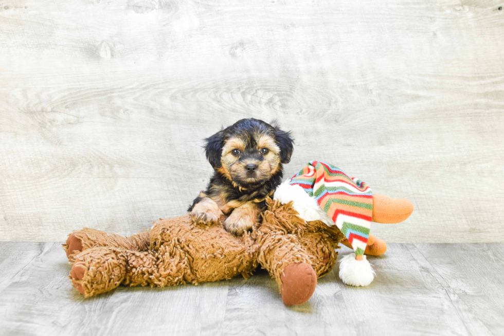 Best Morkie Baby