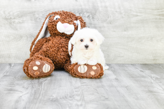 Maltese Puppy for Adoption