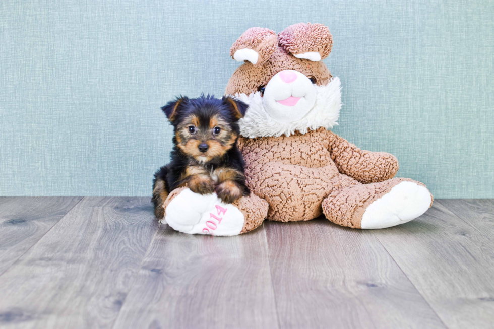 Meet Bella - our Yorkshire Terrier Puppy Photo 