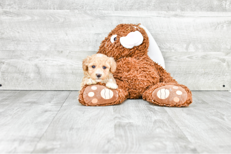 Friendly Maltipoo Baby