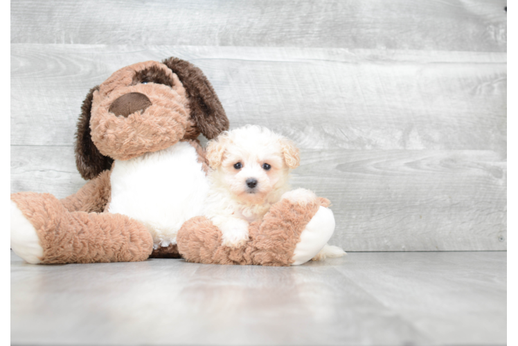 Friendly Maltipoo Baby