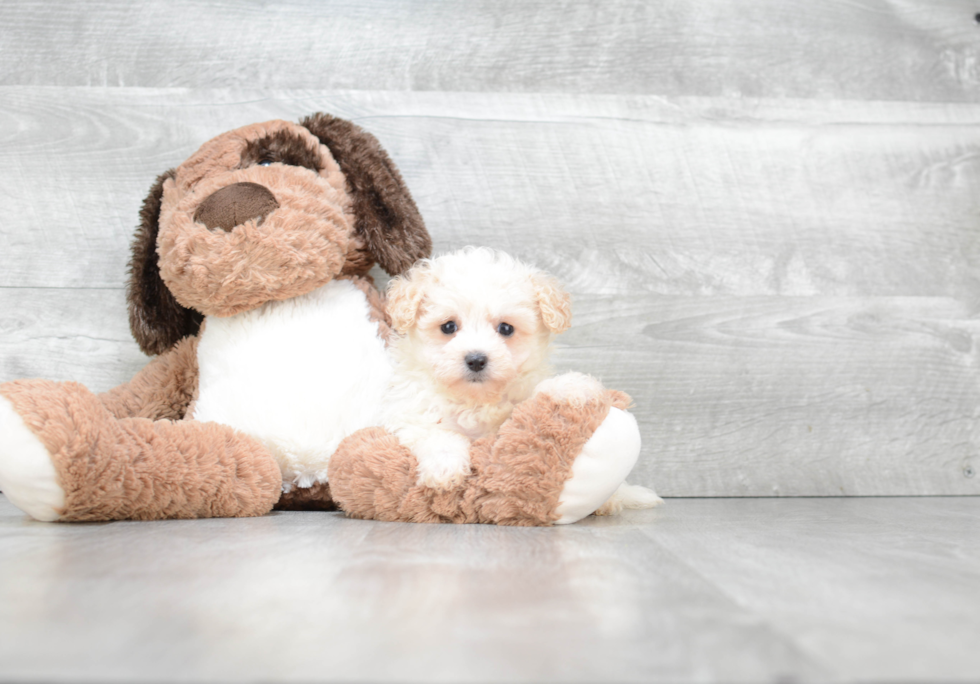 Friendly Maltipoo Baby