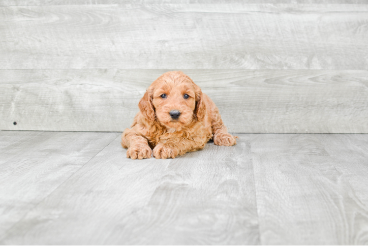 Mini Goldendoodle Puppy for Adoption