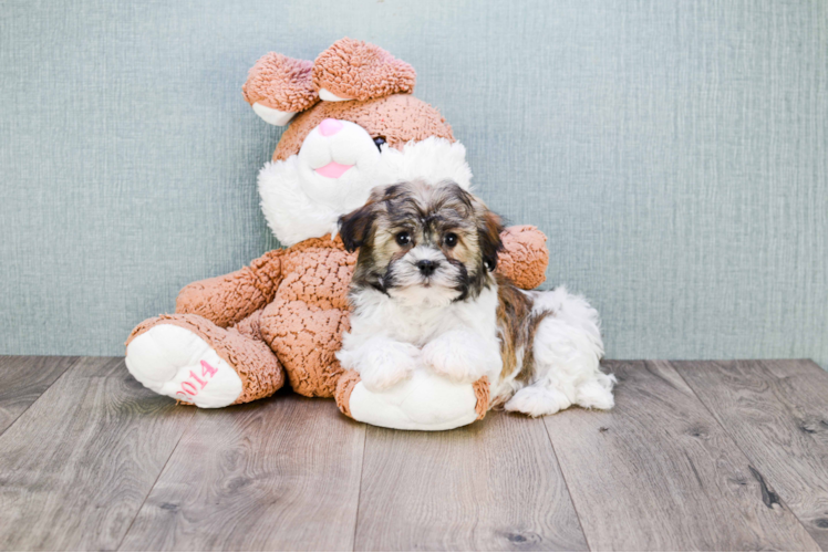 Best Havanese Baby