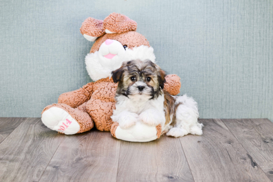 Best Havanese Baby