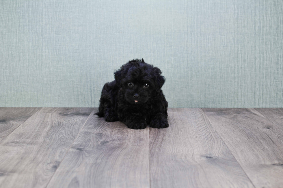 Smart Maltipoo Poodle Mix Pup