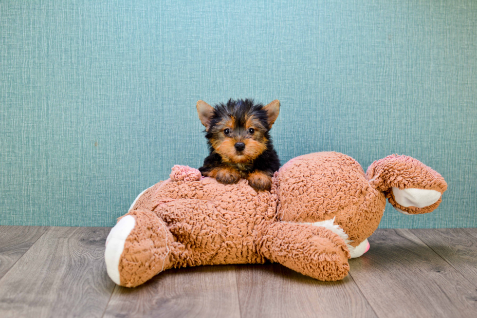 Meet Tinkerbell - our Yorkshire Terrier Puppy Photo 