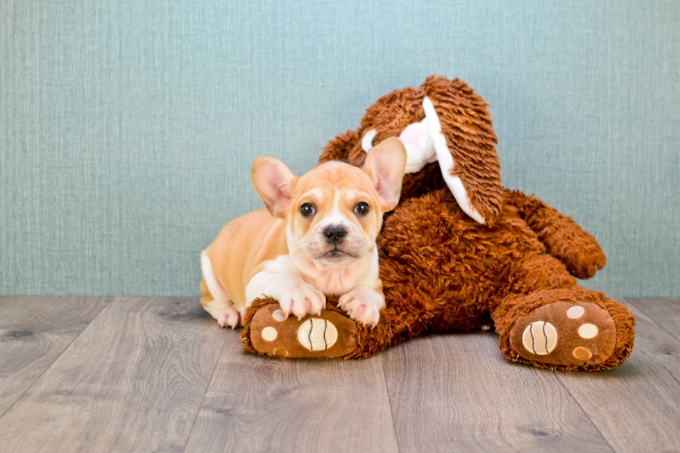 French Bulldog Puppy for Adoption