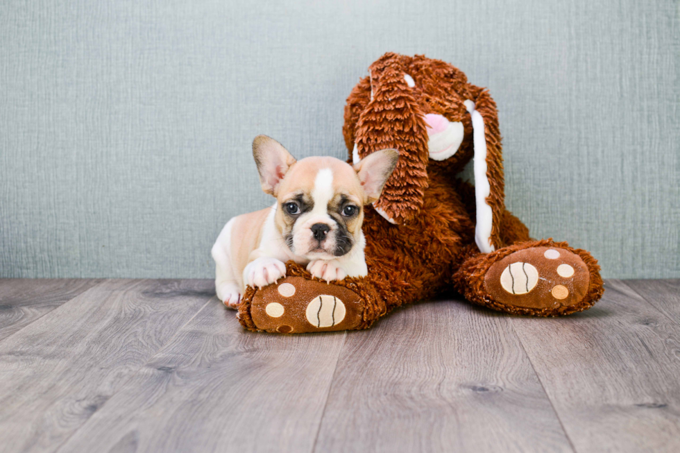 Popular French Bulldog Purebred Pup