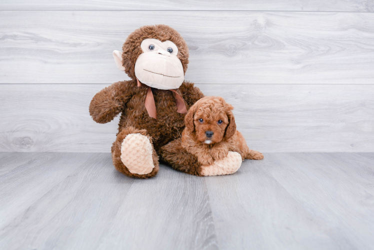 Playful Cavoodle Poodle Mix Puppy