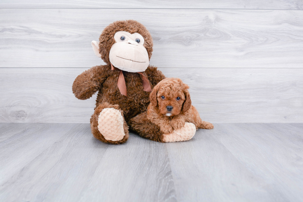 Playful Cavoodle Poodle Mix Puppy