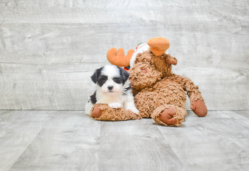 Teddy Bear Pup Being Cute