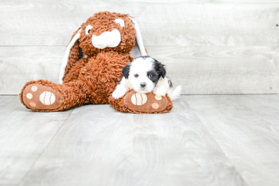 Fluffy Teddy Bear Designer Pup