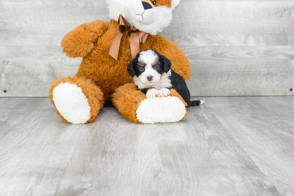 Best Mini Bernedoodle Baby