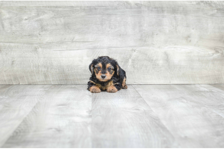 Yorkie Poo Puppy for Adoption