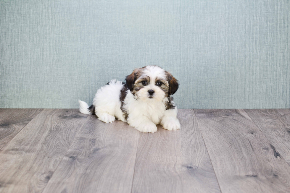 Teddy Bear Pup Being Cute