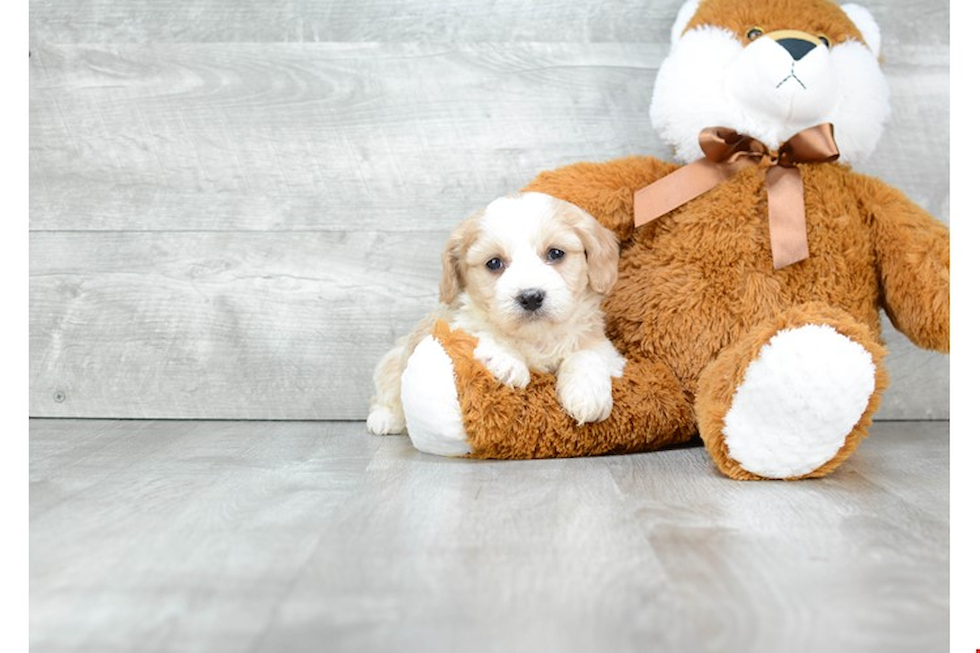 Best Cavachon Baby