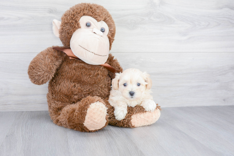 Energetic Maltepoo Poodle Mix Puppy
