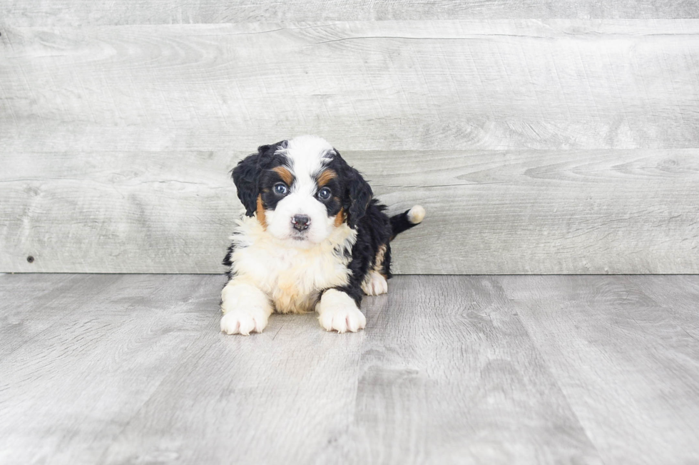 Friendly Mini Bernedoodle Baby