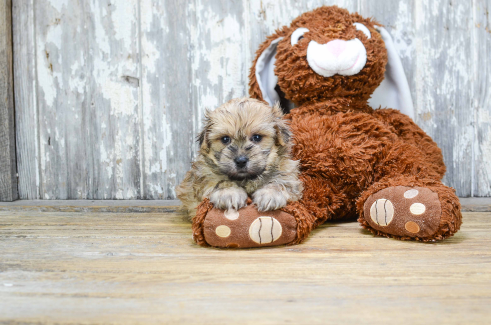 Popular Morkie Designer Pup