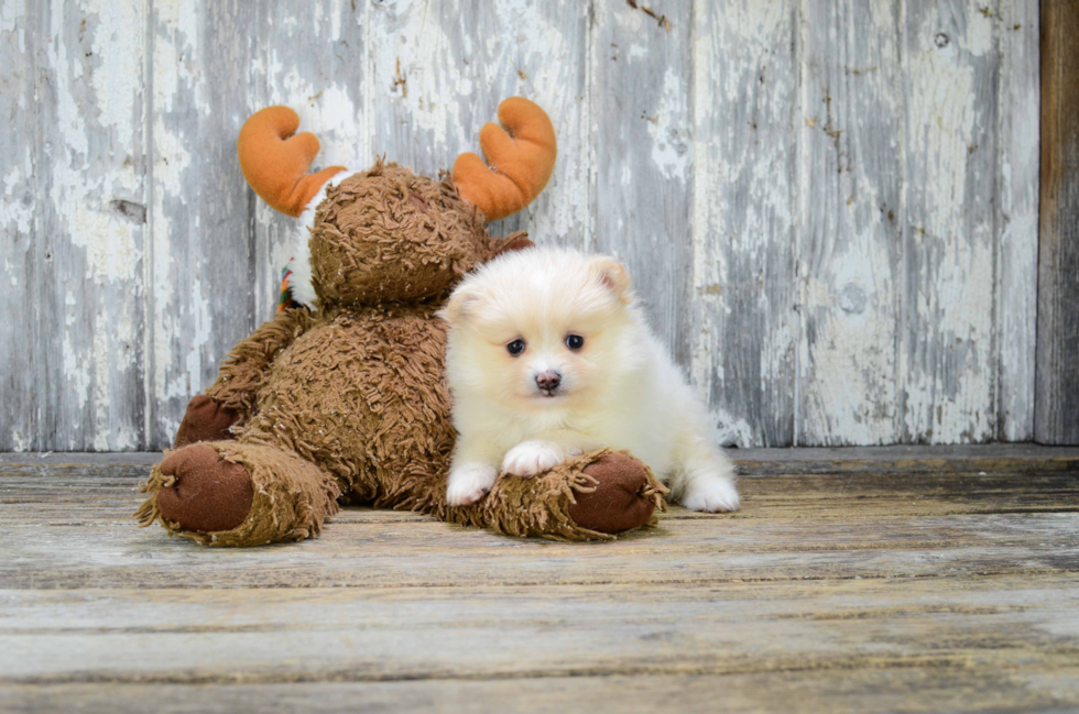 Pomeranian Puppy for Adoption