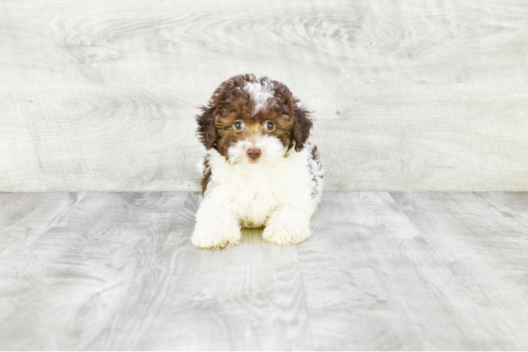 Akc Registered Havanese Baby