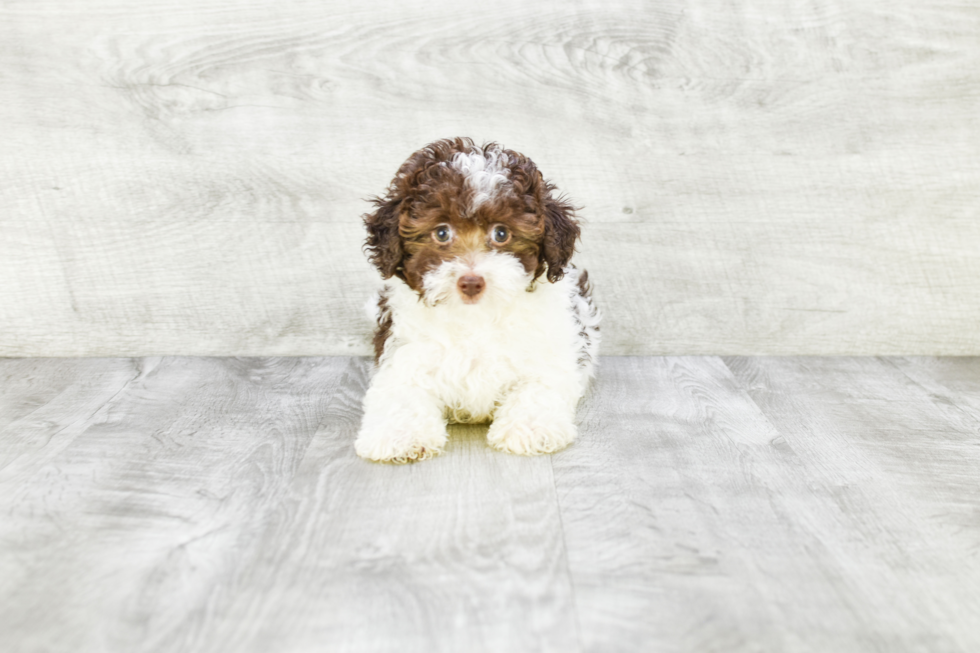 Akc Registered Havanese Baby