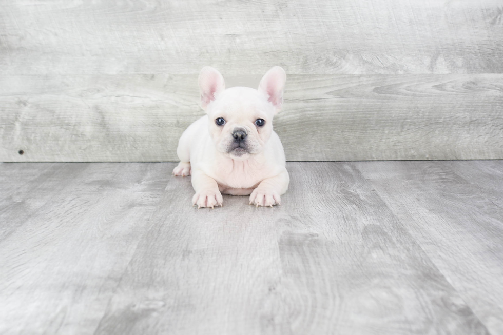 Best French Bulldog Baby