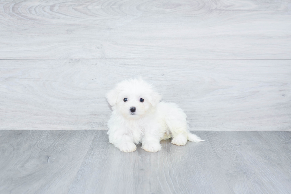 Hypoallergenic Maltese Purebred Pup