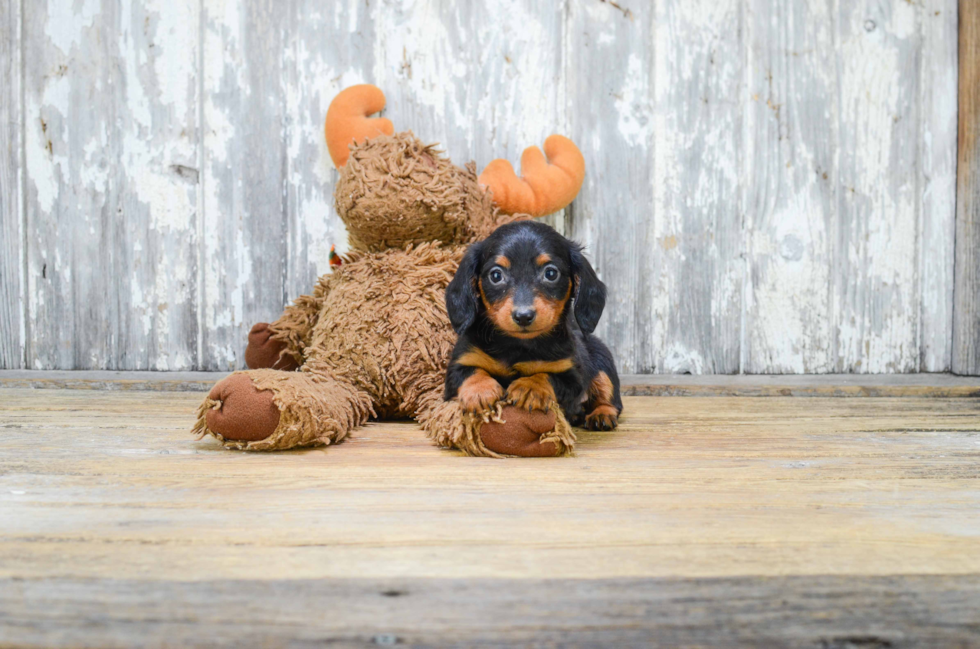 Best Dachshund Baby