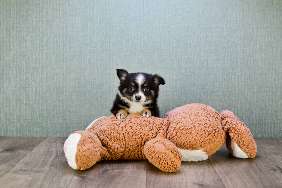 Cute Chihuahua Mix Puppy