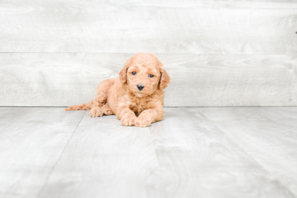 Best Mini Goldendoodle Baby