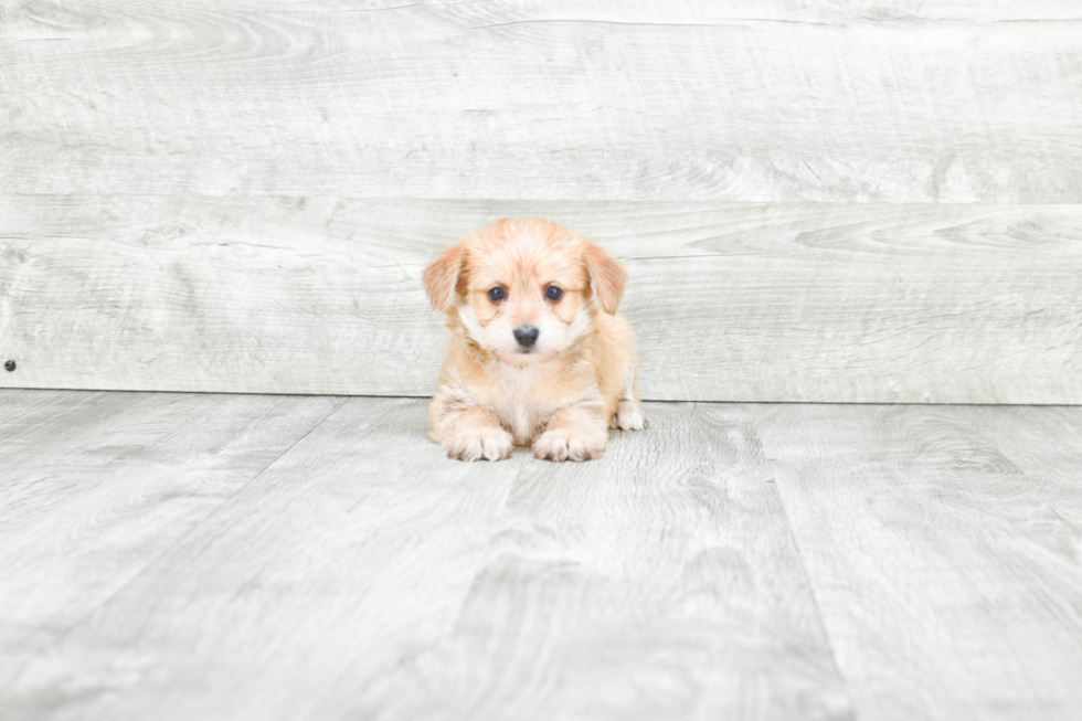 Morkie Pup Being Cute