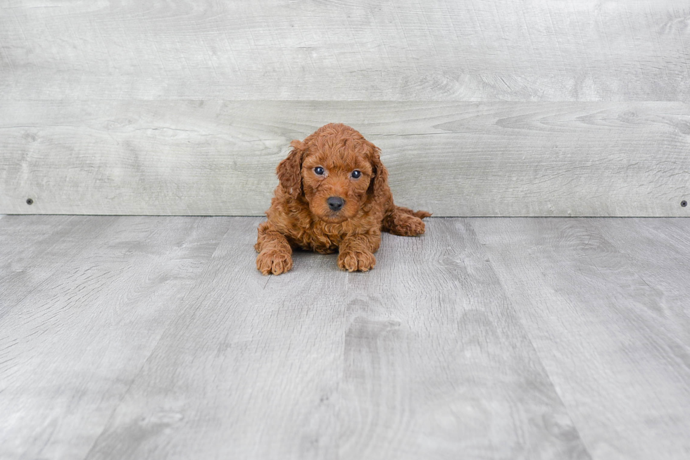 Cute Mini Goldendoodle Baby