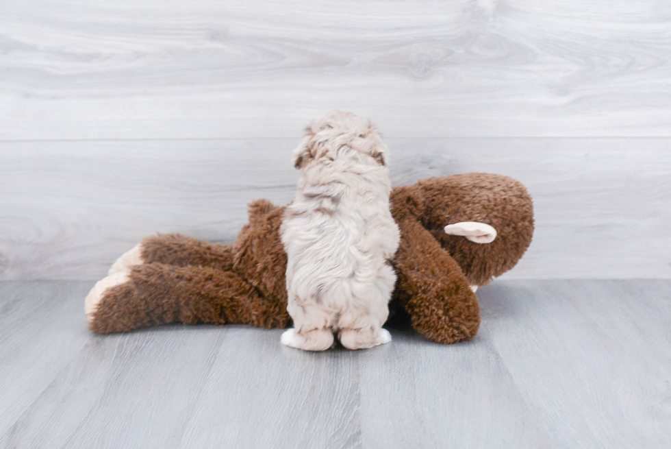 Happy Mini Aussiedoodle Baby