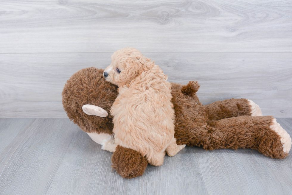 Happy Cavapoo Baby