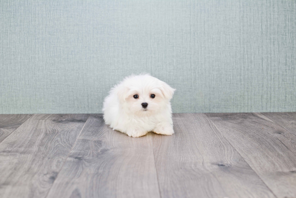 Smart Maltese Purebred Puppy