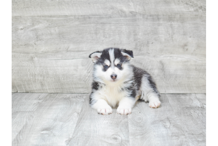 Pomsky Pup Being Cute