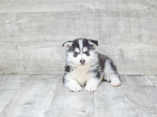 Pomsky Pup Being Cute