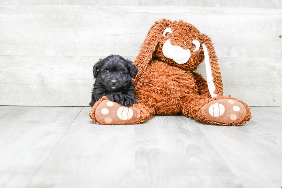 Small Mini Aussiedoodle Baby