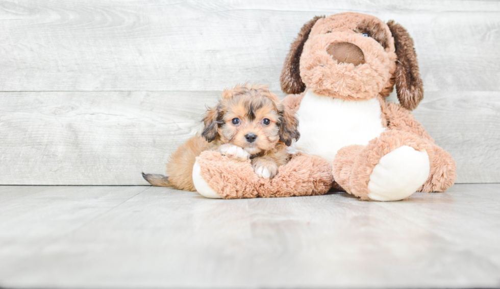 Funny Cavachon Designer Pup