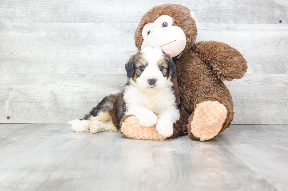 Little Bernadoodle Poodle Mix Puppy