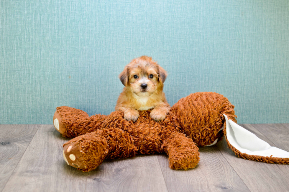 Morkie Pup Being Cute