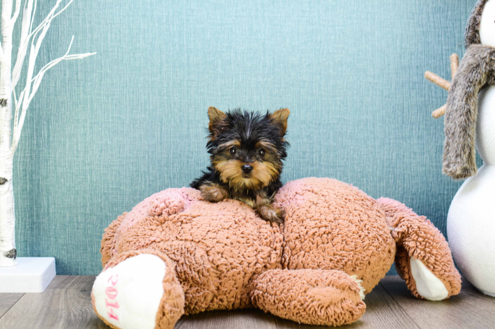 Meet Microteacup-Tinkerbell - our Yorkshire Terrier Puppy Photo 