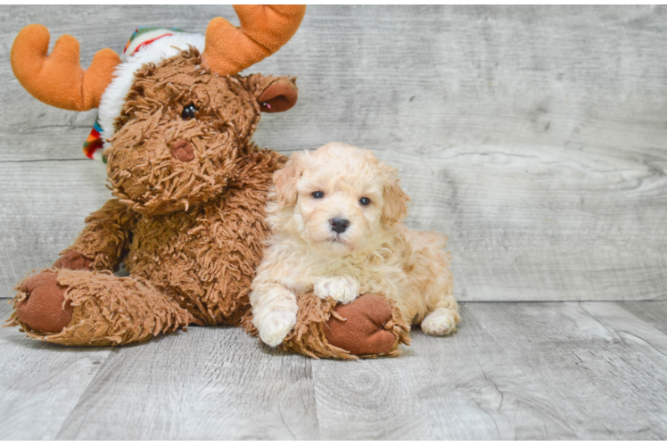 Happy Maltipoo Baby