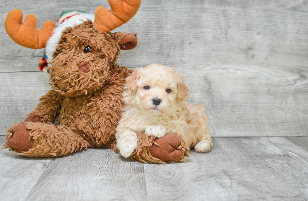 Happy Maltipoo Baby